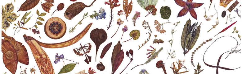 Herbarium Specimen Painting sheet 6_Rachel Pedder-Smith