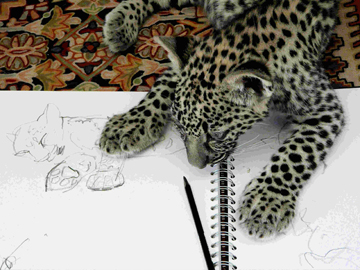 Mark Adlington baby leopard